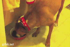 駄犬「ごすじんおさんぽつれてって」_201408090040_11
