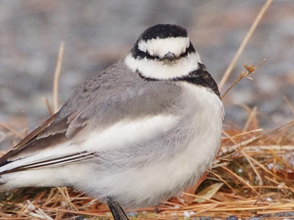 野鳥の画像８枚目！