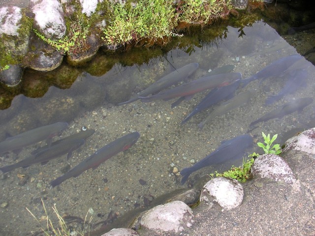用水路で魚取りスレの画像３枚目！