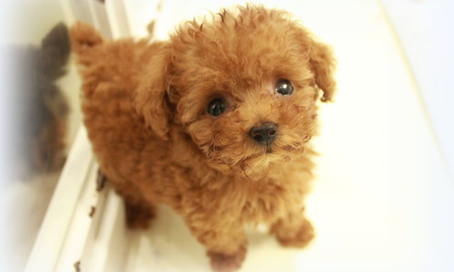 駄犬の画像１０枚目！