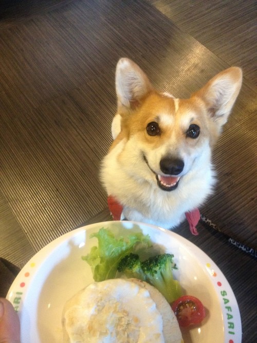 犬スレ：スクートで小熊山散策に行くぜ_201404182236_25
