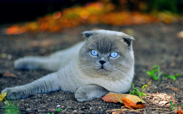 猫のきれいな画像を貼るよーの画像９９６枚目！
