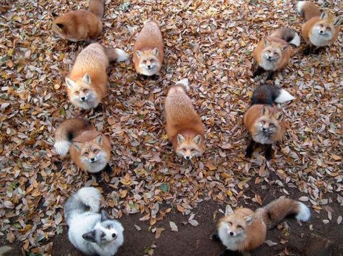 狐の画像が自然に集まるスレの画像_201411240114_14