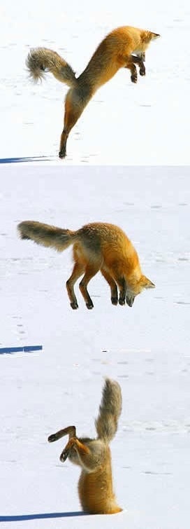 狐の画像が自然に集まるスレの画像_201411240114_22