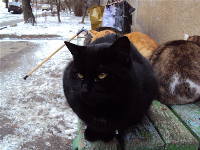 黒猫の画像１１枚目！