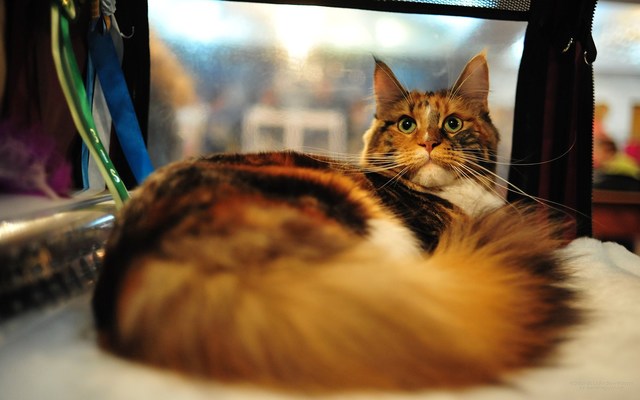 猫のきれいな画像を貼るよーの画像５９０枚目！
