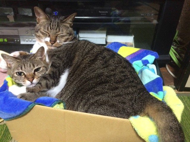 うちのネコの寝顔かわいすぎの画像２０４枚目！