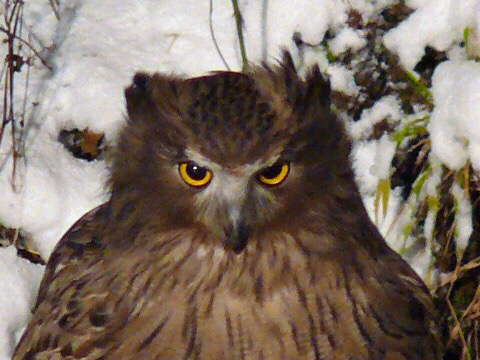 フクロウ欲しいの画像８枚目！