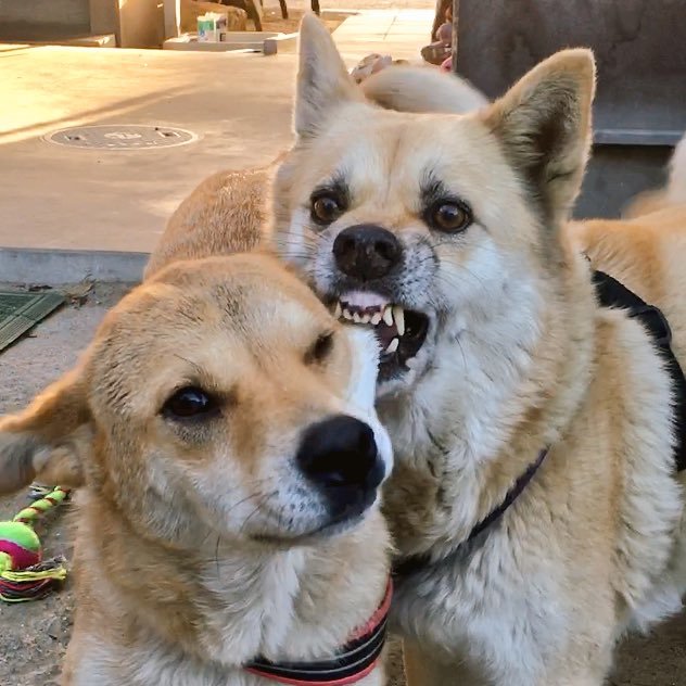 柴犬の画像４枚目！