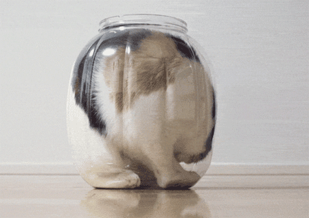 猫の画像32枚目!