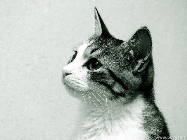 猫のきれいな画像を貼るよーの画像３６２枚目！