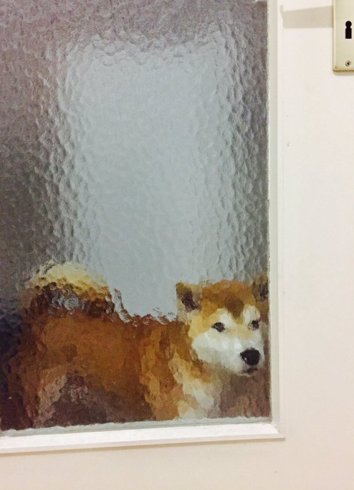 柴犬の画像６枚目！