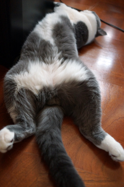 猫ゲージ欲しいの画像１５枚目！