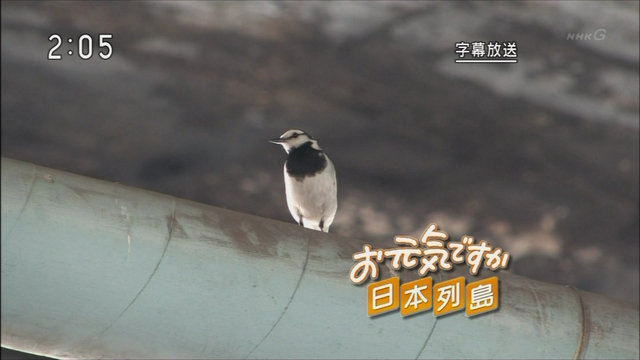冬の鳥スレ<br />この季節に一度は見る鳥<br />スレ画はハクセキレイの画像６枚目！