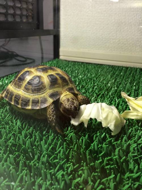 リクガメに飼ってから4日が過ぎたの画像_201408142136_4