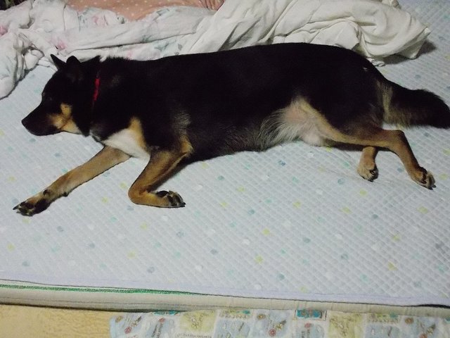 駄犬「ごすずん」の画像２０枚目！