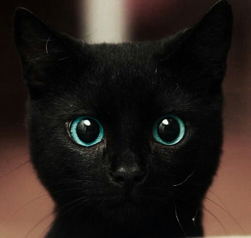 黒猫の最大の魅力の画像１４枚目！