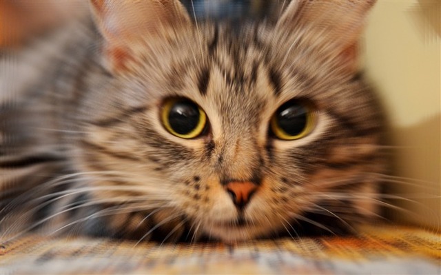 猫のきれいな画像を貼るよーの画像２３４枚目！