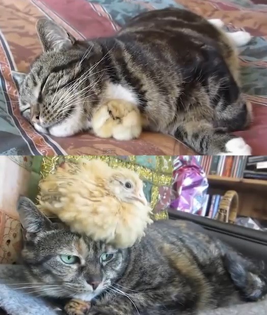 猫の今昔の画像４枚目！