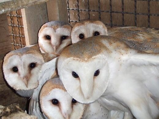 フクロウ欲しいの画像２枚目！