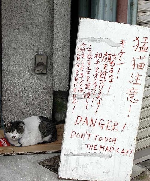 猫の画像３９枚目！