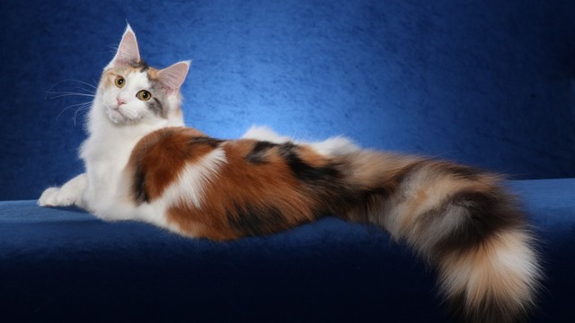猫のきれいな画像を貼るよーの画像４３７枚目！
