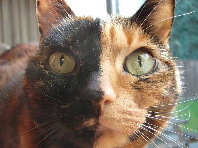 猫の画像の画像１５枚目！