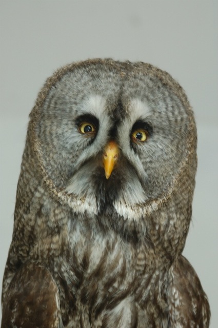 フクロウ欲しいの画像４枚目！