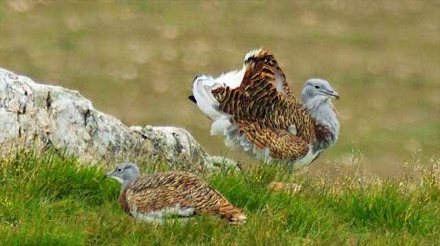 ヨーロッパ・オセアニアの国鳥の画像の画像４９枚目！