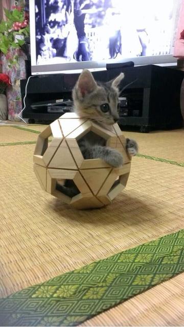 猫画像の時間だァの画像７５枚目！