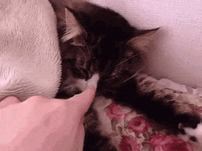 猫の画像１２枚目！