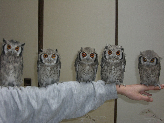 フクロウ欲しいの画像１０枚目！