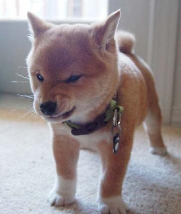 忠犬スレの画像１５枚目！