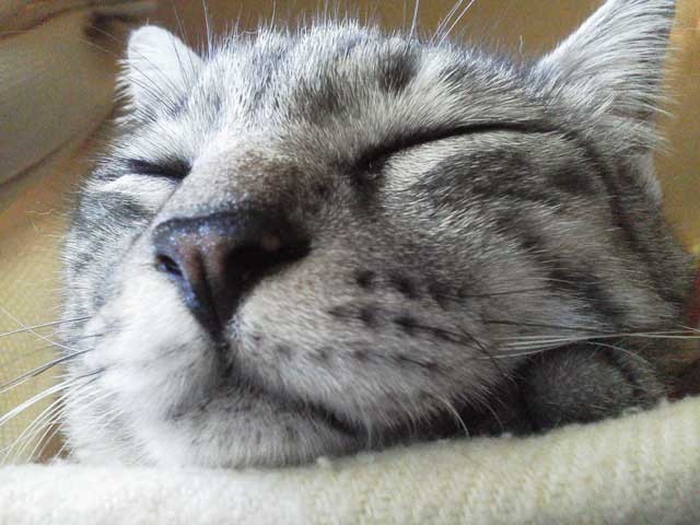 うちのネコの寝顔かわいすぎの画像１６８枚目！