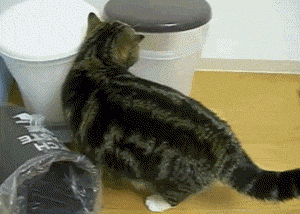 猫の画像３３枚目！