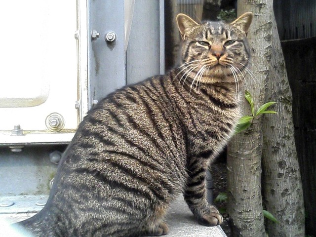 猫の画像の画像１枚目！