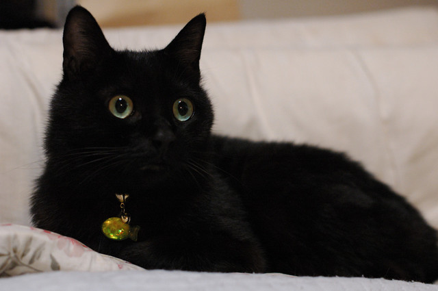 黒猫の最大の魅力の画像１枚目！