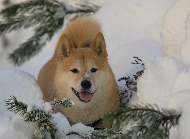 駄犬「ごすずん」の画像１９枚目！