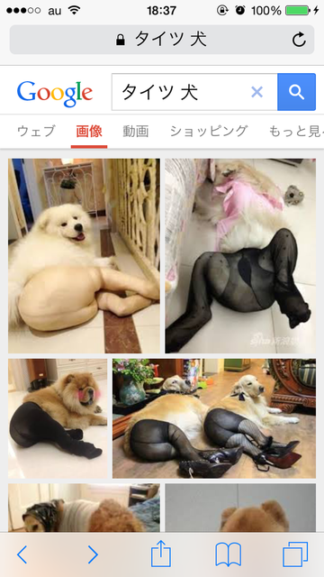 駄犬の画像７０枚目！