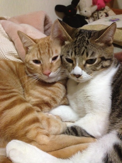 うちのネコの寝顔かわいすぎの画像２１８枚目！