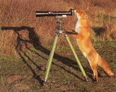 狐の画像が自然に集まるスレの画像_201411240114_4