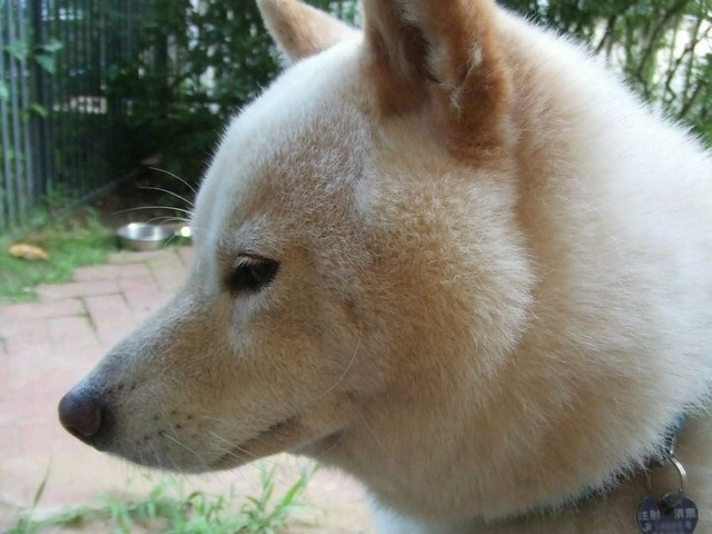 駄犬「ごすずん！さくらがさきはじめた」の画像２７枚目！