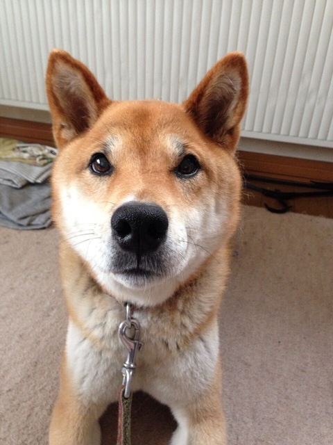 うちの犬が可愛すぎてつらいの画像１１枚目！