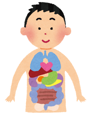 body_naizou.png