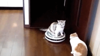c7fe86e0.gif