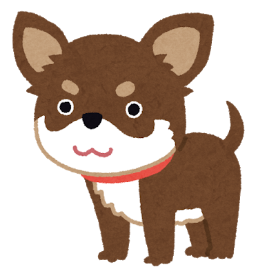 dog_chihuahua_choco_tan.png