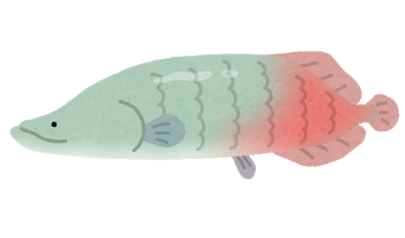 fish_pirarucu2.png