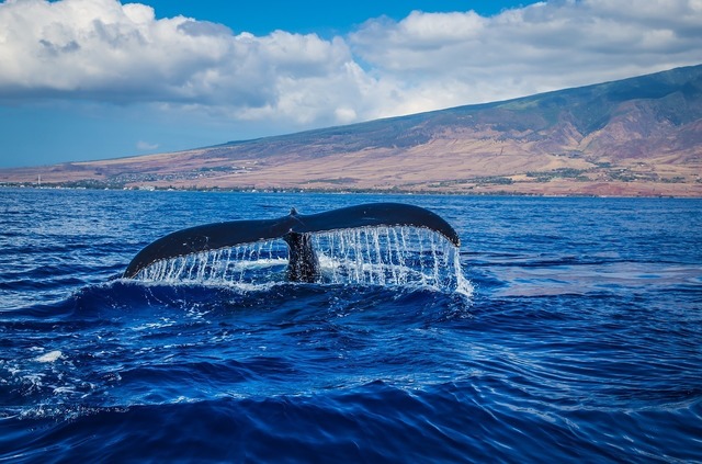 humpback-whale-3712047_1280.jpg