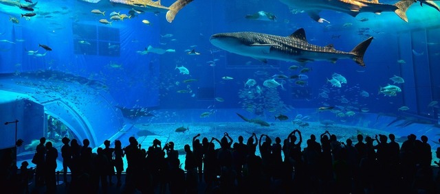 okinawa-2333074_1280.jpg